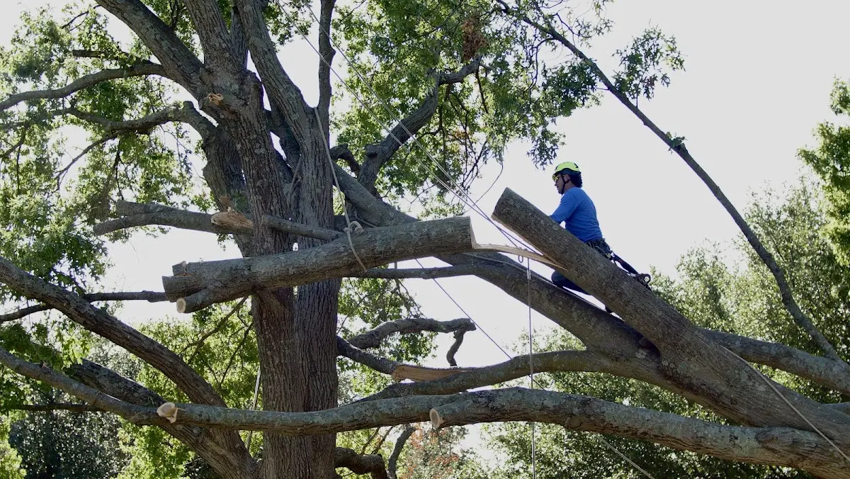 Professional Hazardous Tree Removal performed by certified arborists in Ellendale