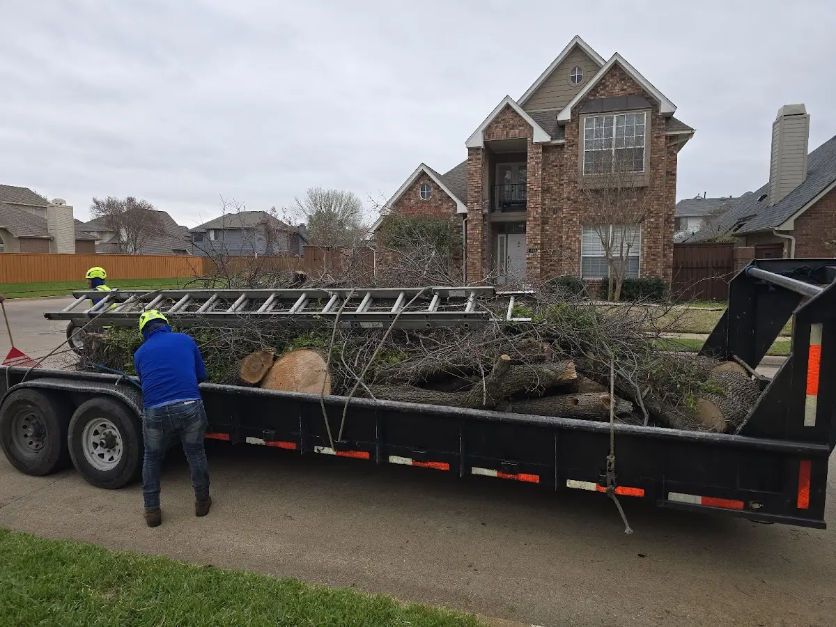 Expert Tree Removal with proper safety equipment in Ellendale
